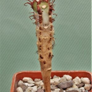 euphorbia-icharanae-2