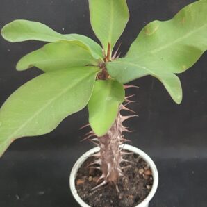 Euphorbia milii Siraya