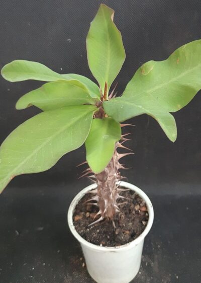 Euphorbia milii Siraya
