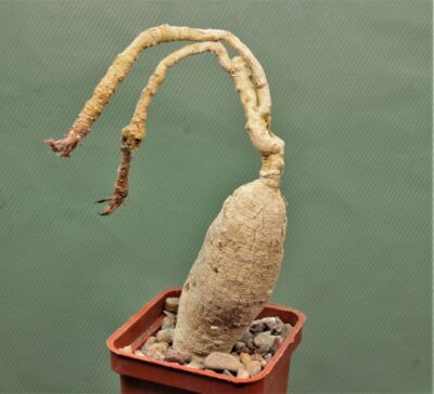 euphorbia-nadiae-red-labatii-madagascar