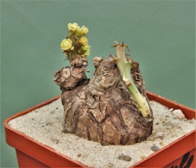 euphorbia-platyrrhiza-zambia-2 - Зображення 2