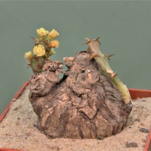 euphorbia-platyrrhiza-zambia-2