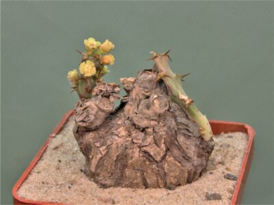 euphorbia-platyrrhiza-zambia-2