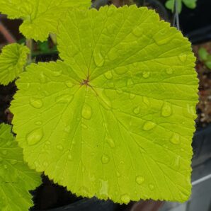 Pelargonium cordifolium Donn's Goldstrike