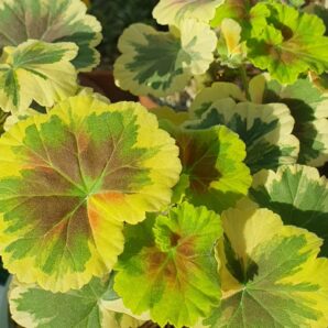 Pelargonium Hilda's Memory