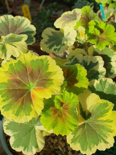 Pelargonium Hilda's Memory