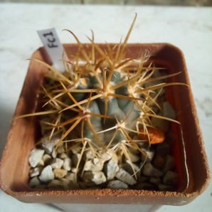 Ferocactus chrysacanthus L010