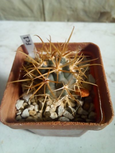 Ferocactus chrysacanthus L010