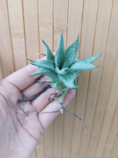 Gasteraloe (Gastrolea) cv. 'Wander' - Зображення 2