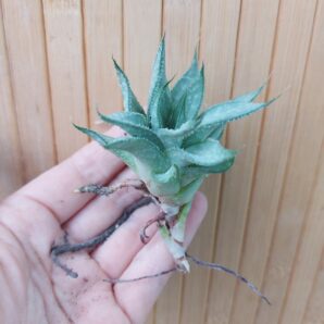 Gasteraloe (Gastrolea) cv. 'Wander'