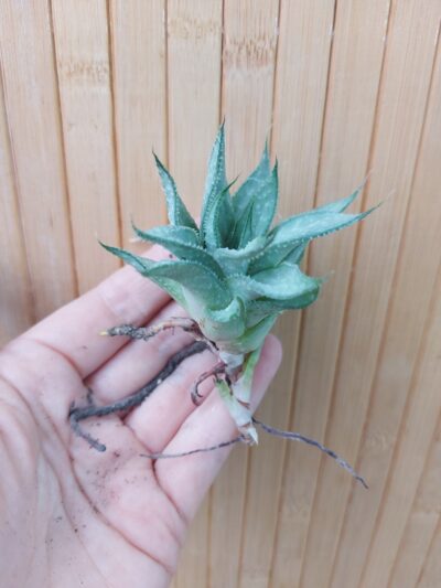 Gasteraloe (Gastrolea) cv. 'Wander'