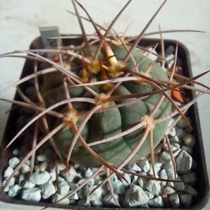 GYMNOCALYCIUM guachinense v. mirandense LF 16a