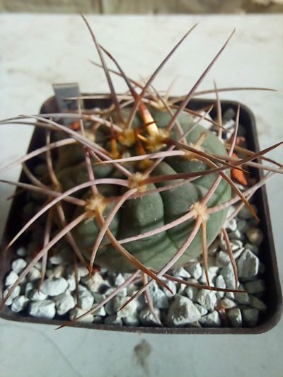 GYMNOCALYCIUM guachinense v. mirandense LF 16a