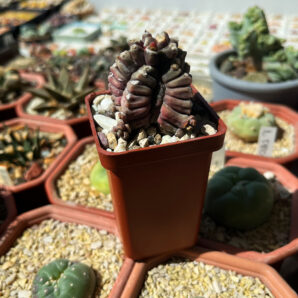 Gymnocalycium mihanovichii cv. Kikko TRANSFORMER