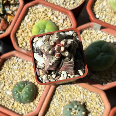Gymnocalycium mihanovichii cv. Kikko TRANSFORMER - Зображення 2