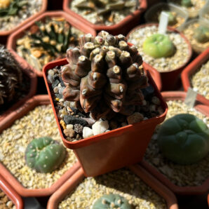 Gymnocalycium mihanovichii cv. Kikko