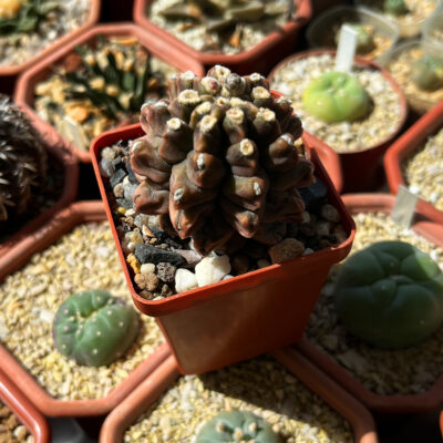 Gymnocalycium mihanovichii cv. Kikko