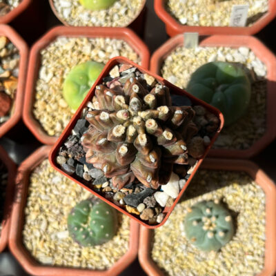 Gymnocalycium mihanovichii cv. Kikko - Зображення 2