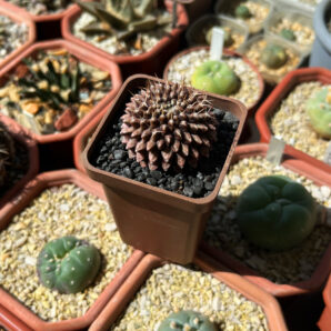 Gymnocalycium mihanovichii cv.