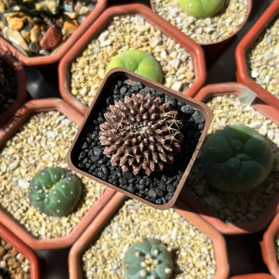 Gymnocalycium mihanovichii cv. - Зображення 2