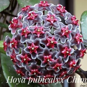 Hoya pubicalyx cv Chimera