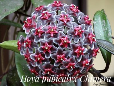 Hoya pubicalyx cv Chimera