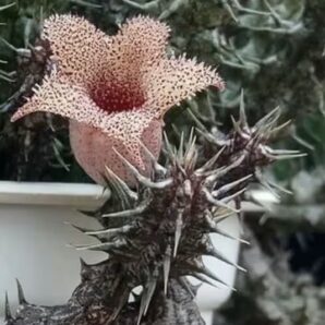 Stapelianthus dekaryi -пагони-