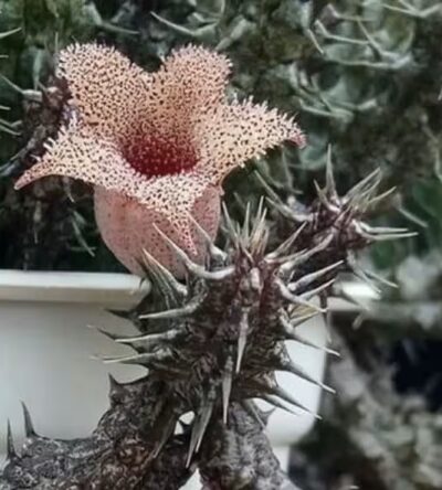 Stapelianthus dekaryi -пагони-