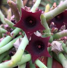 Huernia pendula -пагони-