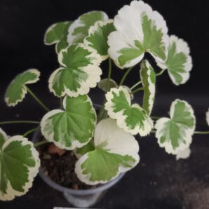 Pelargonium madame Salleron