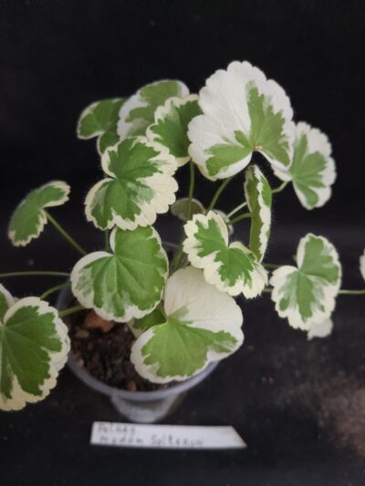 Pelargonium madame Salleron