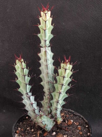Euphorbia Greenwayi