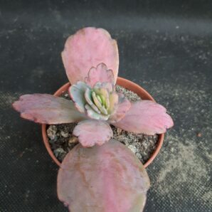 Kalanchoe Fedchenkoi var.