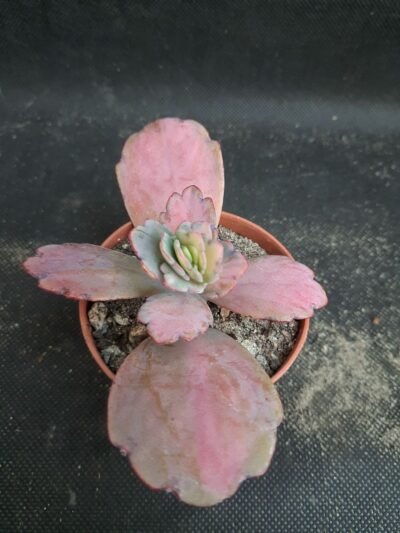 Kalanchoe Fedchenkoi var.