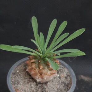 Euphorbia Juglans