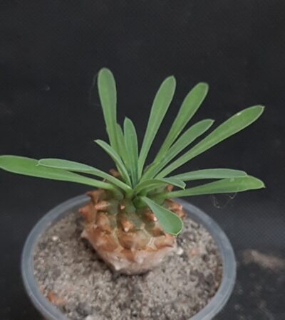 Euphorbia Juglans