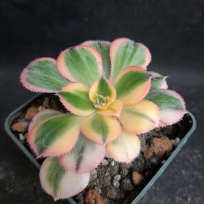 Aeonium Sunburst