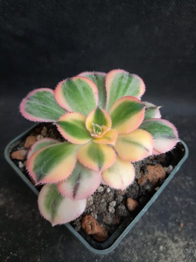 Aeonium Sunburst