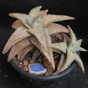 Aloe cv. ‘Snow Flake’