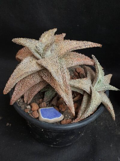 Aloe cv. ‘Snow Flake’