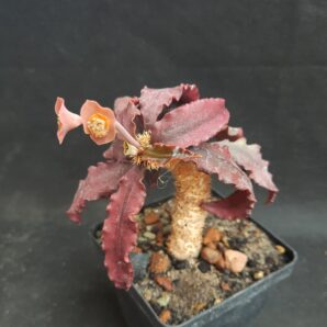 Euphorbia francoisii ssp.crassicaulis