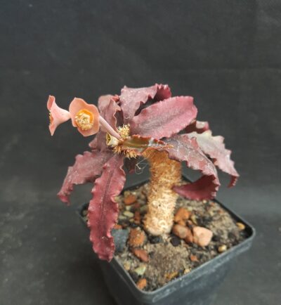 Euphorbia francoisii ssp.crassicaulis