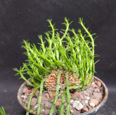 Euphorbia gorgonis cristata