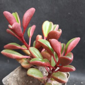 Peperomia graveolens