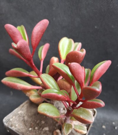 Peperomia graveolens