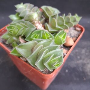 Tradescantia navicularis