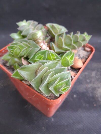 Tradescantia navicularis