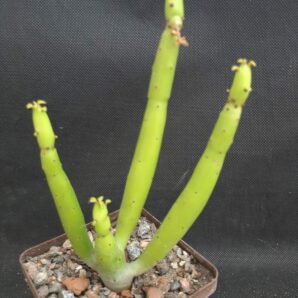 Euphorbia Tirucalli