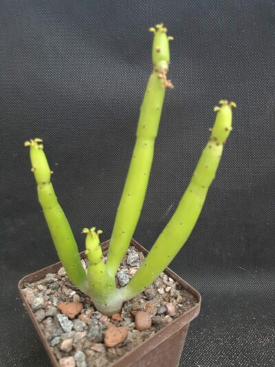 Euphorbia Tirucalli