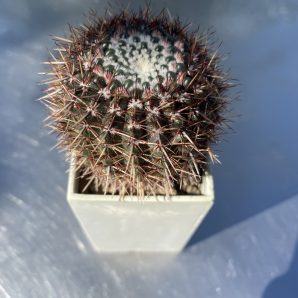 Notocactus mammulosus горшок 5-кВ 100 гр
